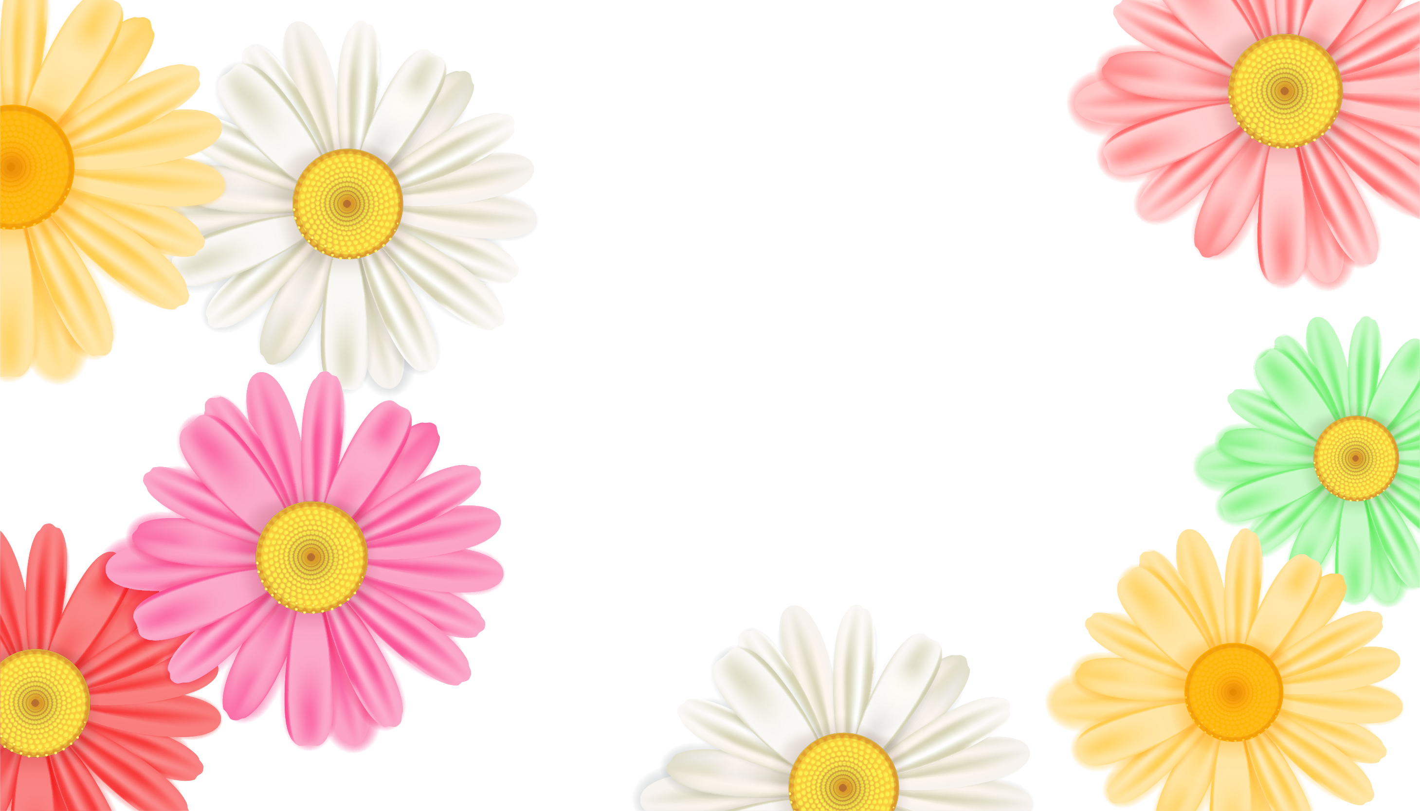 Spring Banner. Background with Chamomile, Daisy. Spring Time Template